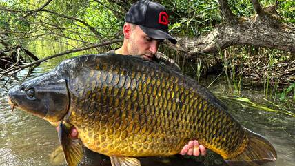Tobias Worth fischt in Nienburg große Karpfen aus Weser und Gehlteich.